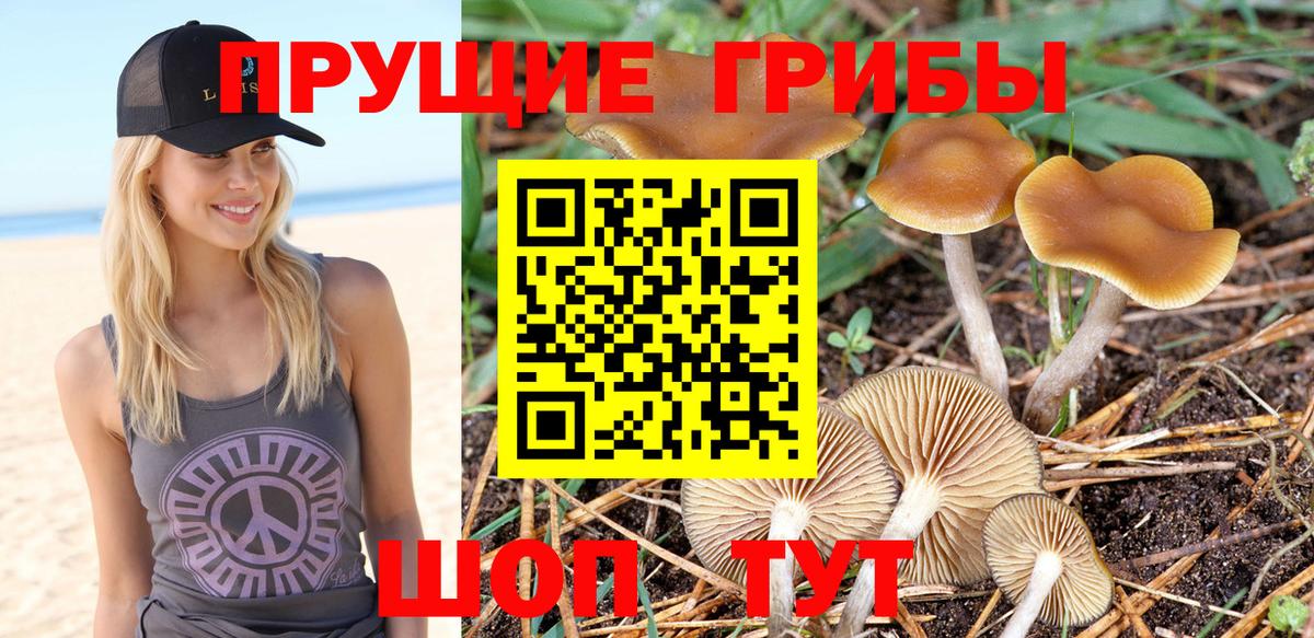 Галлюциногенные грибы Psilocybine cubensis  Галлюциногенные грибы прущие грибы  Вход с VPN  Богородицк 
