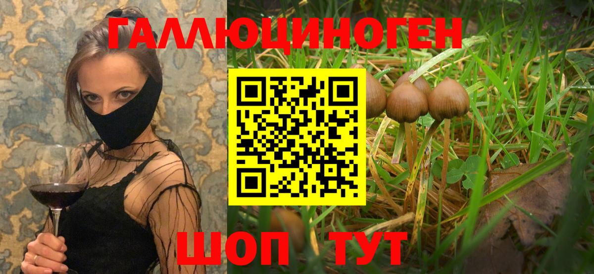Галлюциногенные грибы Psilocybe Богородицк